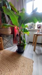 Bananenplant (100 cm hoog), Tuin en Terras, Planten | Tuinplanten, Ophalen, Vaste plant, Bloeit niet, Halfschaduw