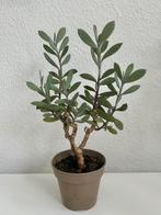Senecio Crassissimus Lavender Steps Vertical Leaf vetplant, Ophalen, Minder dan 100 cm, Bonsai, Volle zon