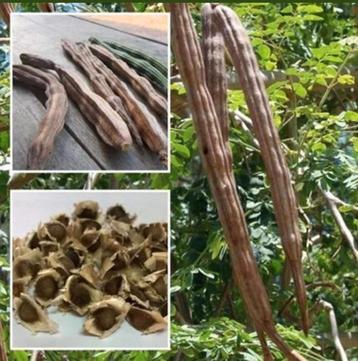 Moringa zaden beschikbaar voor biedingen