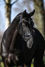 5 jarige brave dressuur ruin, Dieren en Toebehoren, Paarden, Ruin, Dressuurpaard, 3 tot 6 jaar, L