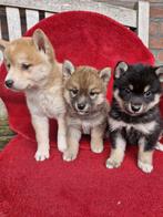 Shiba inu, Dieren en Toebehoren, 8 tot 15 weken, CDV (hondenziekte), Meerdere, Meerdere dieren