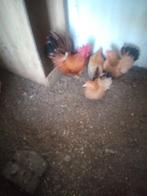 Schabo kriel broedeieren, Dieren en Toebehoren, Pluimvee, Geslacht onbekend, Kip