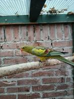 Bergparkiet, Dieren en Toebehoren, Geslacht onbekend, Parkiet, Geringd