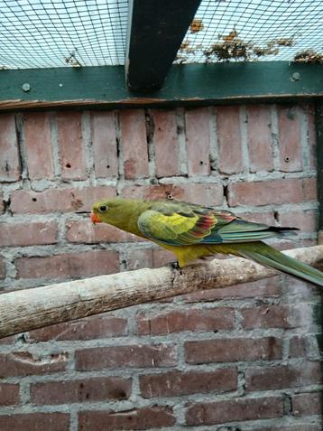 Bergparkiet  beschikbaar voor biedingen