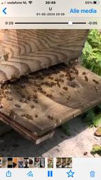 Te koop bijenvolk tien ramen simplex, sterke bijen, Dieren en Toebehoren, Overige Dieren, Mannelijk
