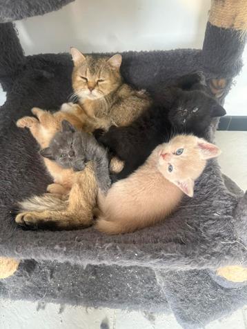 Britse Korthaar kittens, mogen nu weg! beschikbaar voor biedingen