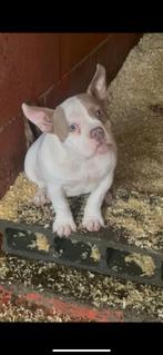 American Bully pocket  Gran Dali bloedlijn ABKC (teefje), Particulier, Teef, 8 tot 15 weken, Buitenland