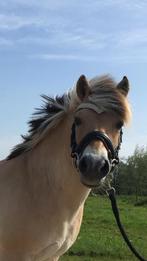 Verzorgster/verzorger gezocht, Dieren en Toebehoren, Paarden en Pony's | Overige Paardenspullen, Ophalen of Verzenden