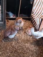 Te koop 4 Duitse Faverolle kip, Dieren en Toebehoren, Pluimvee, Vrouwelijk, Kip