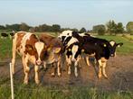 11 mooie stamboek holstein pinken te koop, Dieren en Toebehoren, Vrouwelijk