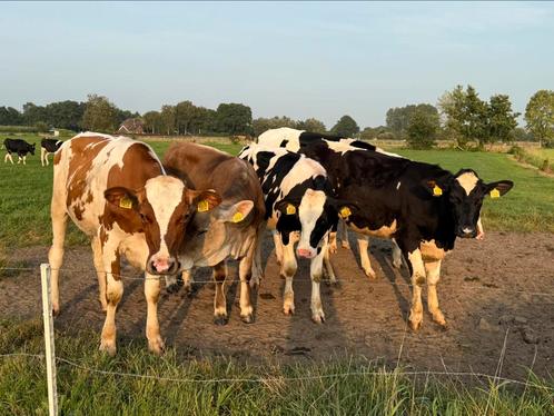 11 mooie stamboek holstein pinken te koop, Dieren en Toebehoren, Runderen, Vrouwelijk