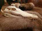 Unieke Schedel Nijlkrokodil – 26 cm – met CITES., Ophalen of Verzenden, Nieuw