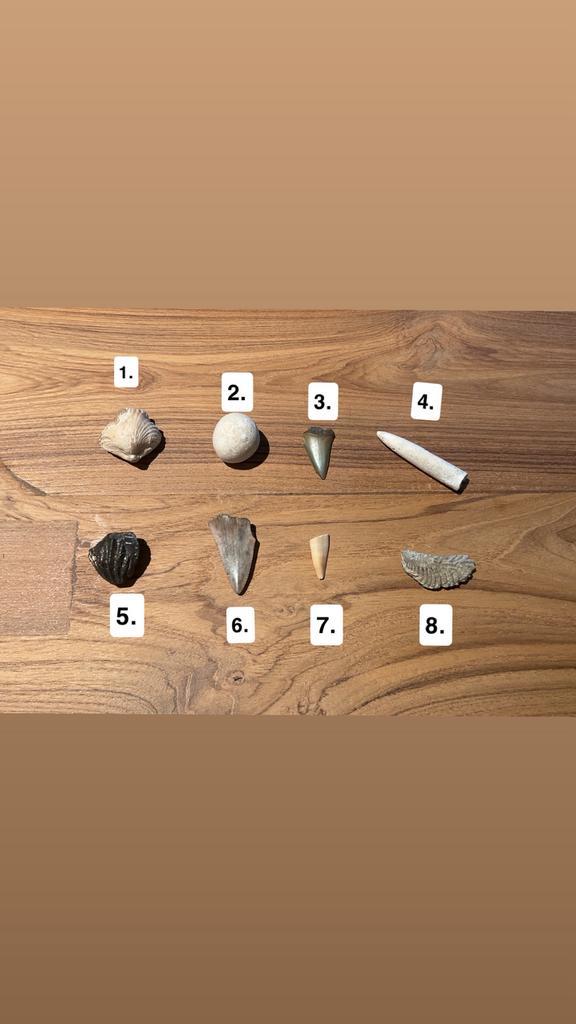 Diverse fossielen collectie, Verzamelen, Mineralen en Fossielen, Fossiel, Ophalen of Verzenden