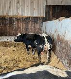 Dikbil streeprugstieren te huur, Mannelijk