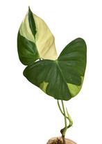 * SUPER Rare* Philodendron SP Tropical / Oxapapense, Huis en Inrichting, Kamerplanten, Ophalen, Halfschaduw, Minder dan 100 cm