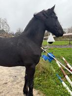 Opfok aangeboden, Dieren en Toebehoren, Stalling en Weidegang, Opfok