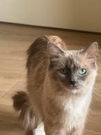Lief blue mink tortie mitted (fok) poes Ragdoll met stamboom, Dieren en Toebehoren, Katten en Kittens | Raskatten | Langhaar, Poes