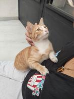 MJM Dogs Foundation: Abby, Dieren en Toebehoren, Katten en Kittens | Overige Katten, Poes, Kortharig, 0 tot 2 jaar