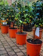 Citrus calmondin met veel kleurende vruchten., Overige soorten, Volle zon, Ophalen