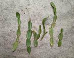 kerstcactus schlumbergera buckleyi, Huis en Inrichting, Cactus, Minder dan 100 cm, Bloeiende kamerplant, Halfschaduw