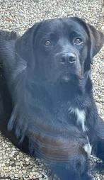 Labrador x Berner sennen Diesel 1.5 jaar, Dieren en Toebehoren, Rabiës (hondsdolheid), Reu, 1 tot 2 jaar, Groot