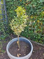 Euonymus japonicus op stam, Tuin en Terras, Ophalen, Bloeit niet, Halfschaduw, Overige soorten