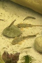 Rineloricaria sp. uit Uruguay., Dieren en Toebehoren, Vis, Zoetwatervis