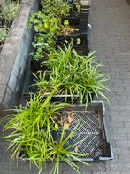 Meerde soorten vaste planten, Tuin en Terras, Planten | Tuinplanten, Ophalen, Zomer, Vaste plant, Overige soorten