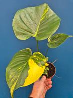 Monstera Yellow Marilyn p12 (2), Huis en Inrichting, Kamerplanten, Ophalen of Verzenden, Halfschaduw, Minder dan 100 cm