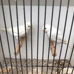 Kanaries in div kleuren zie foto’s, Dieren en Toebehoren, Vogels | Kanaries, Meerdere dieren, Kleurkanarie