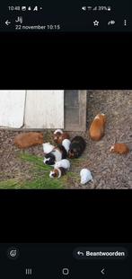 Cavia's  te koop., Dieren en Toebehoren, Knaagdieren, Juli, Vrouwelijk, Cavia