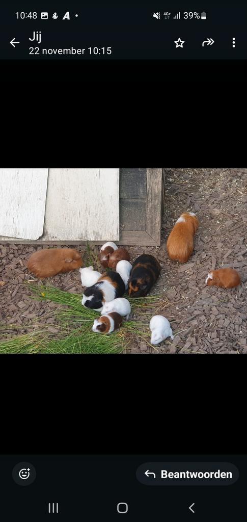 Cavia's  te koop., Dieren en Toebehoren, Knaagdieren, Vrouwelijk, Cavia, Juli