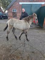 Te koop wildkleur veulens, Dieren en Toebehoren, Paarden, Minder dan 160 cm, Ruin, Gechipt, 11 jaar of ouder