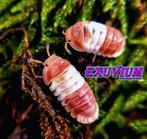 Cubaris sp. Red Panda King isopods / pissebedden, Overige soorten