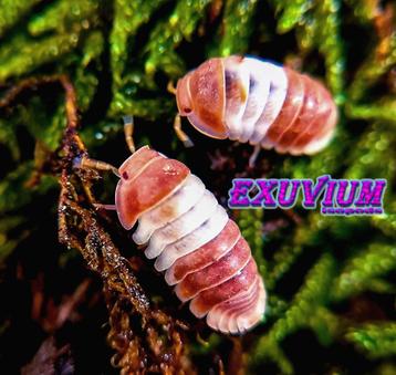 Cubaris sp. Red Panda King isopods / pissebedden beschikbaar voor biedingen