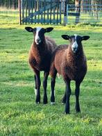 Volbloed zwartbles dekrammen te koop. Ramlammeren van 2025, Dieren en Toebehoren, Schapen, Geiten en Varkens, Mannelijk, Schaap