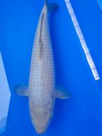 Prachtige Chagoi Nissai 40 cm, Dieren en Toebehoren, Karper of Koi