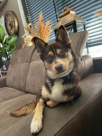 🔥 ELITE POMSKY REU – DEKDIENST VOOR MOOIE HUSKY-TEEFJES 🔥, Dieren en Toebehoren, Nederland, Rabiës (hondsdolheid), 15 weken tot 1 jaar