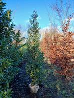 Portugees laurier 200-225cm groot, Ophalen, Laurier, Haag, 100 tot 250 cm