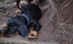 Te koop black&tan ruwharig puppy's., Dieren en Toebehoren, Honden | Teckels en Dashonden, 8 tot 15 weken, Korthaar, Dwerg, CDV (hondenziekte)