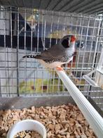 Zwartwang zebravink 2025, Dieren en Toebehoren, Mannelijk, Tropenvogel