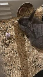 Konijn, Vrouwelijk, Klein, 0 tot 2 jaar