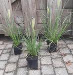 Lampenpoetsersgras Pennisetum Hameln of Hameln gold, Ophalen, Zomer, Volle zon