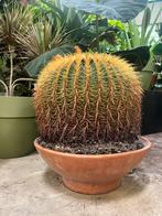 Echinocactus – 80 cm, Ophalen, Cactus, Volle zon, Minder dan 100 cm