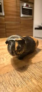 Lief cavia mannetje van 7 maanden zoekt nieuw huis, Cavia, Juni, Mannelijk, Tam