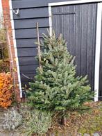 Kerstbomen te koop, Tuin en Terras, Ophalen, Volle zon, Overige soorten