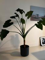 Grote Olifantsoor Kamerplant met Sierpot, Huis en Inrichting, Kamerplanten, Ophalen, Overige soorten, Halfschaduw, In pot