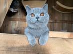 Brits / Britse korthaar kittens met stamboom, Dieren en Toebehoren, Katten en Kittens | Raskatten | Korthaar, Meerdere dieren