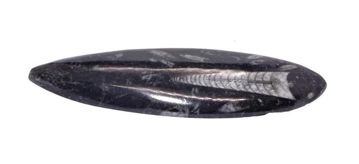 Grote Orthoceras - Fossiele pijlstaartinktvis   140 x 40mm, Verzamelen, Mineralen en Fossielen, Fossiel, Ophalen of Verzenden