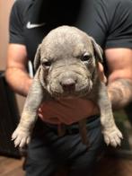 Amerikaanse bully XL puppy’s, Dieren en Toebehoren, Honden | Niet-rashonden, Rabiës (hondsdolheid), 8 tot 15 weken, Groot, Meerdere dieren